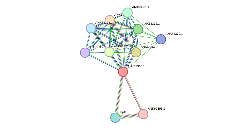 STRING protein interaction network