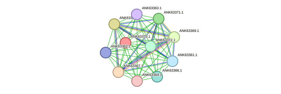 STRING protein interaction network