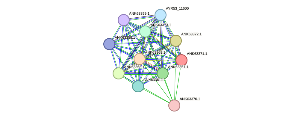 STRING protein interaction network