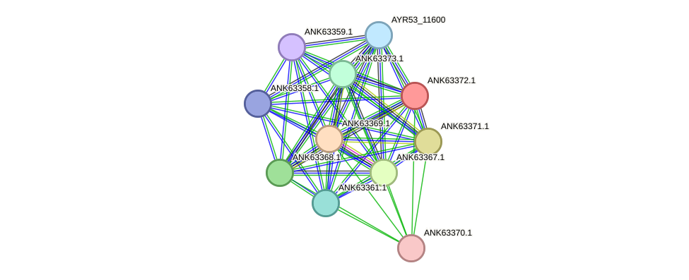 STRING protein interaction network