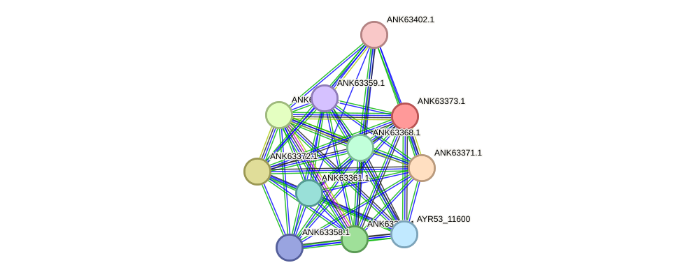STRING protein interaction network
