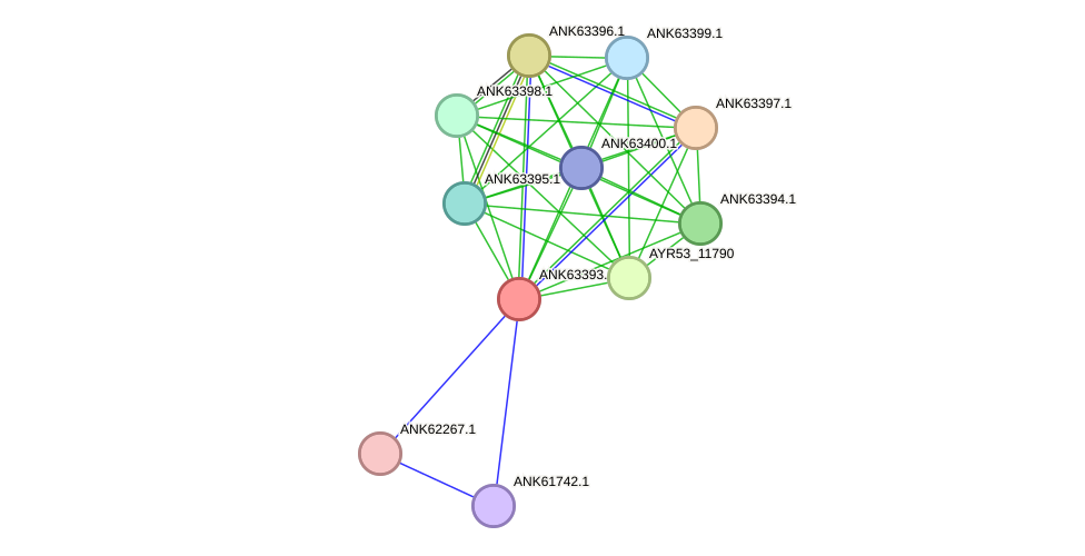 STRING protein interaction network