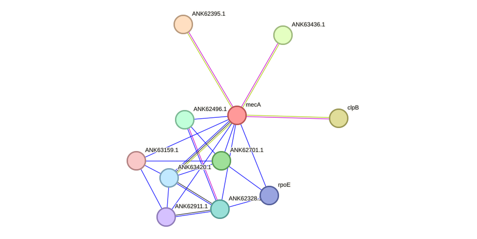 STRING protein interaction network