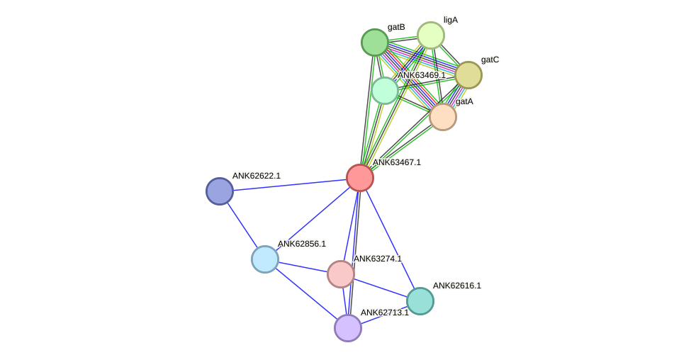 STRING protein interaction network