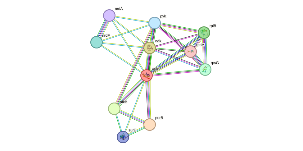 STRING protein interaction network