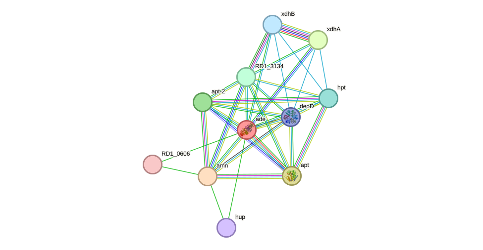 STRING protein interaction network