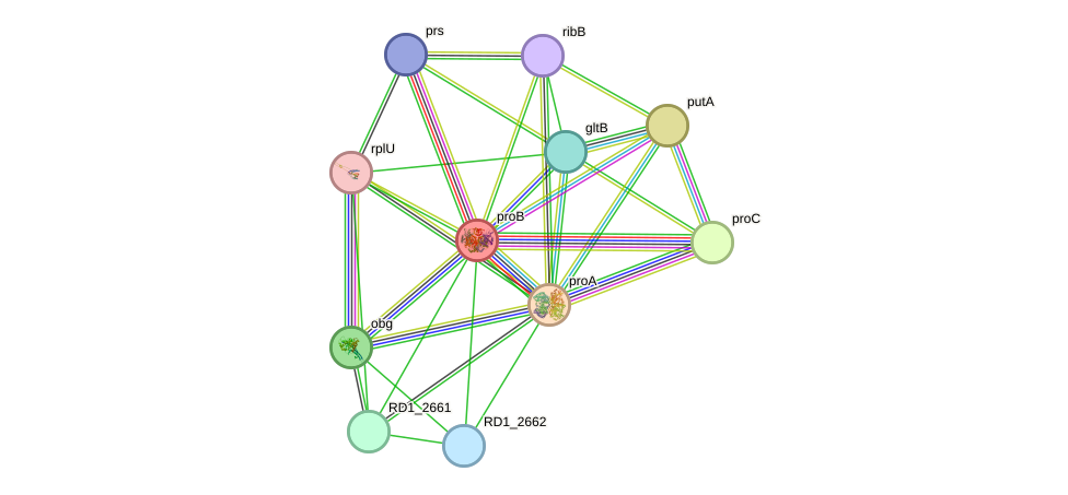 STRING protein interaction network