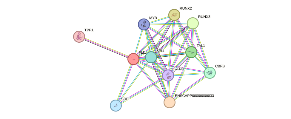 STRING protein interaction network