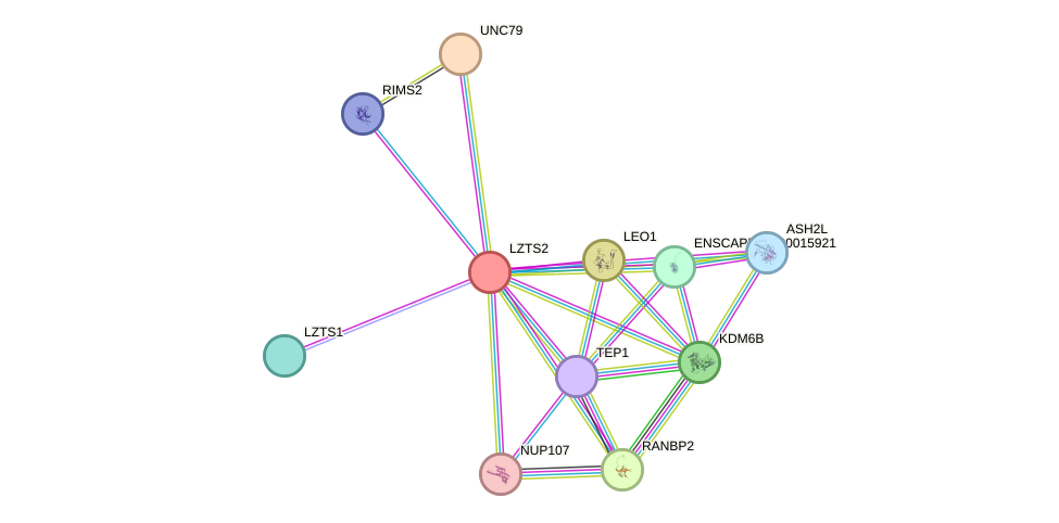 STRING protein interaction network