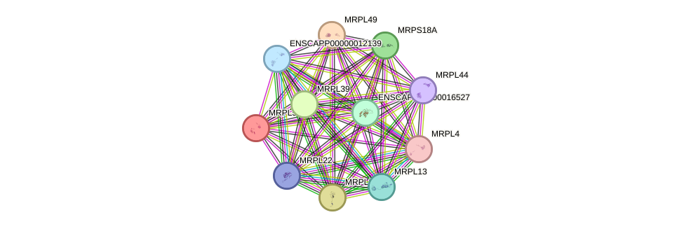 STRING protein interaction network