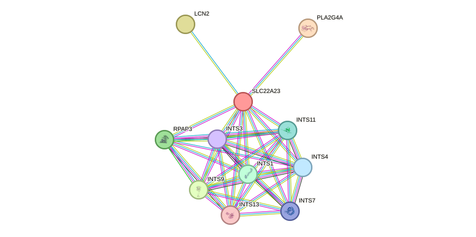 STRING protein interaction network