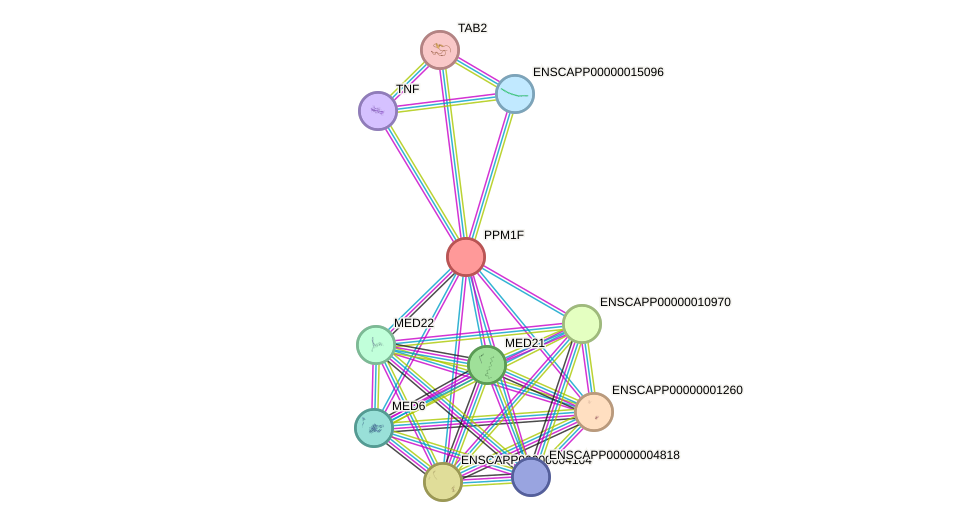 STRING protein interaction network