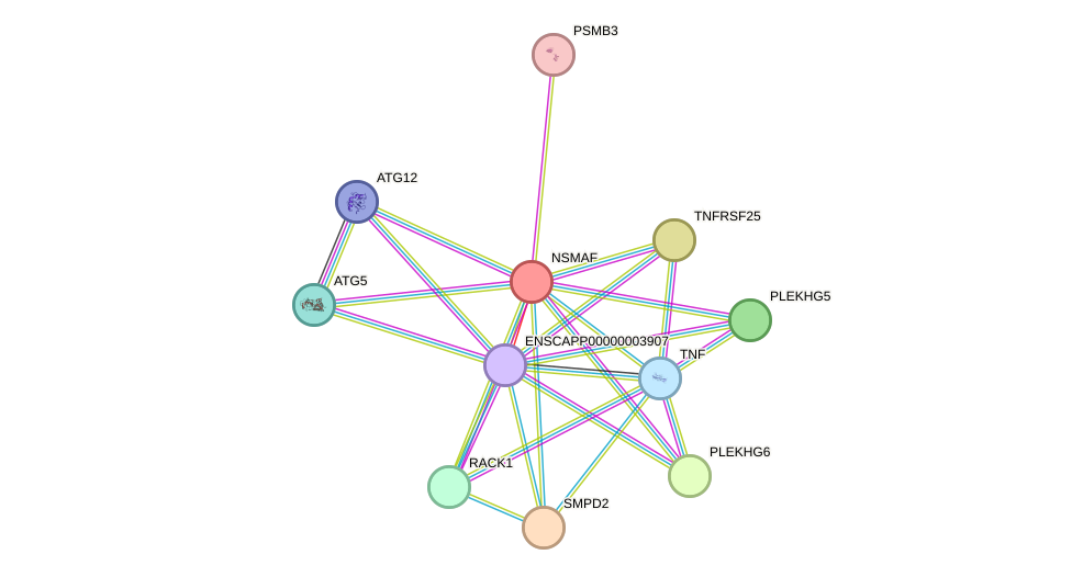 STRING protein interaction network
