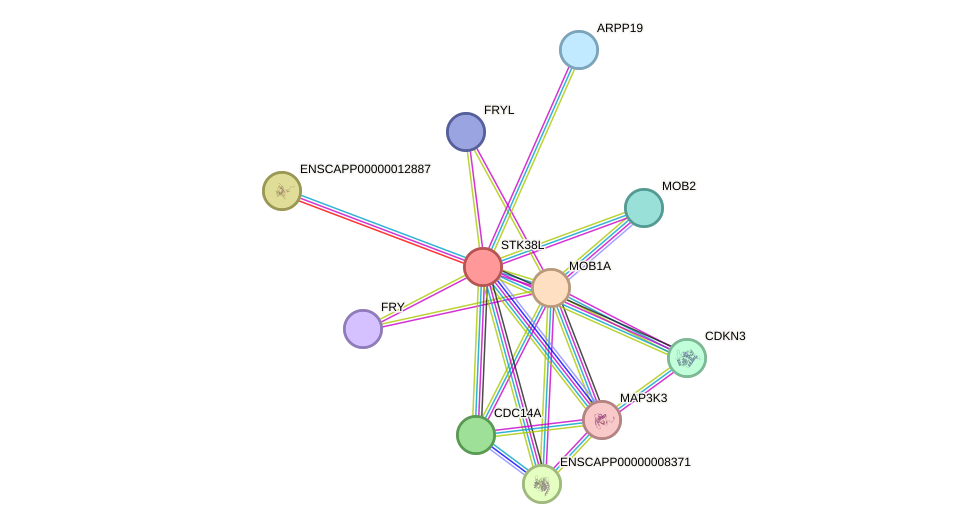 STRING protein interaction network