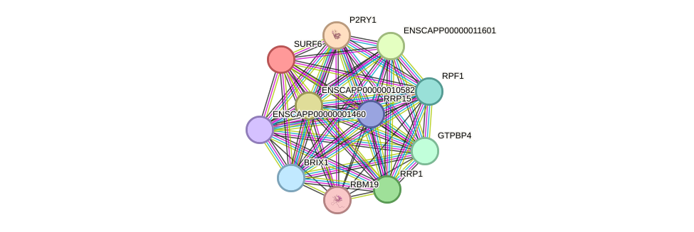 STRING protein interaction network