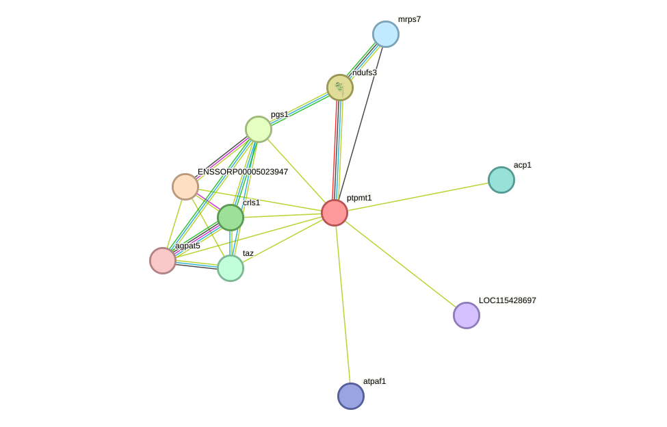 STRING protein interaction network