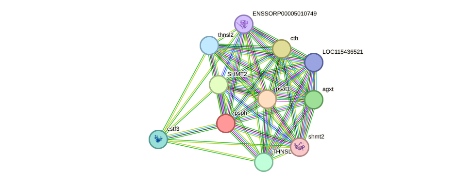 STRING protein interaction network