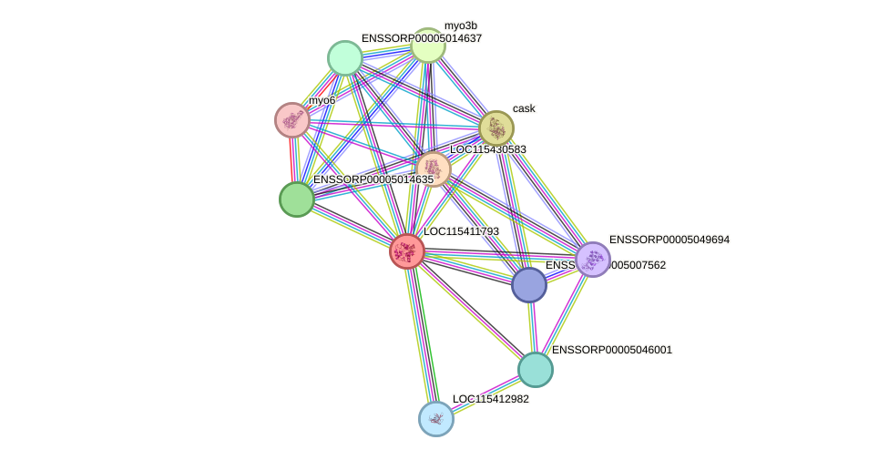 STRING protein interaction network