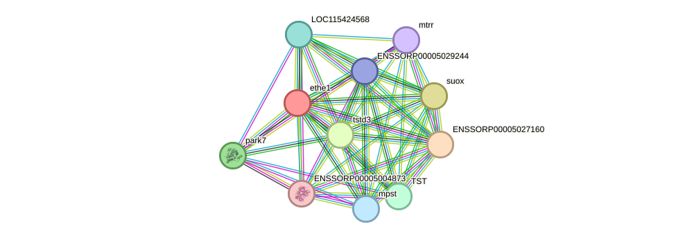 STRING protein interaction network