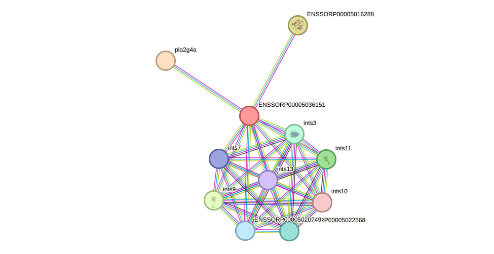 STRING protein interaction network