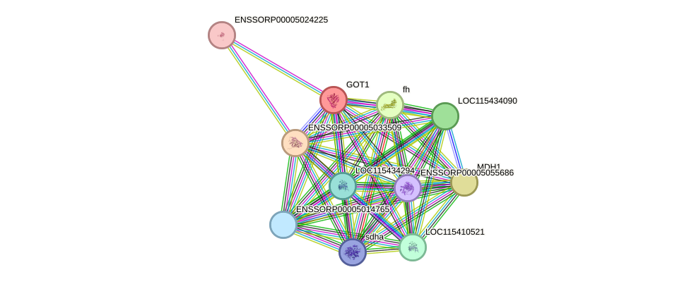 STRING protein interaction network