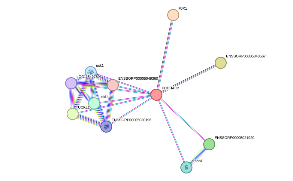 STRING protein interaction network