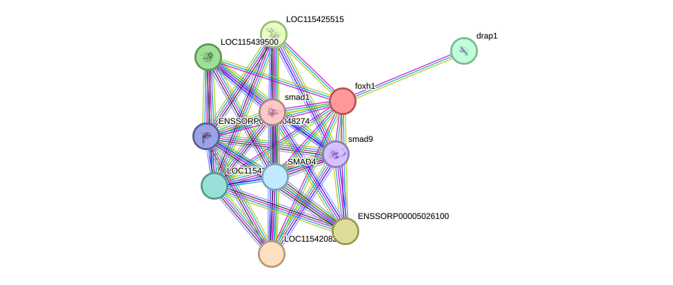 STRING protein interaction network