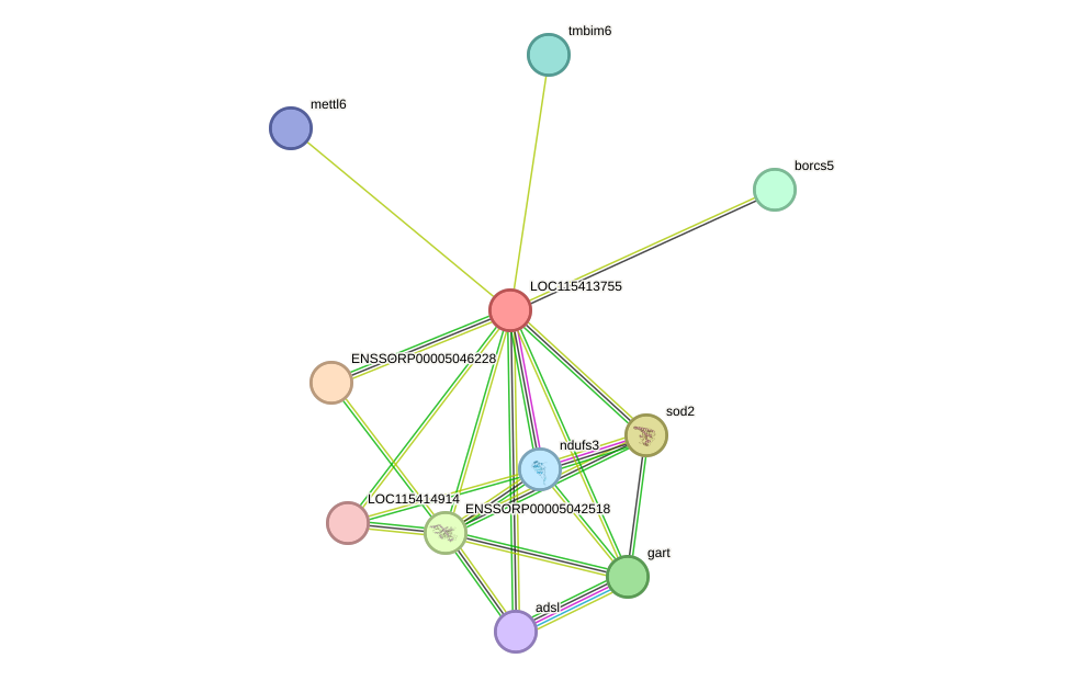 STRING protein interaction network