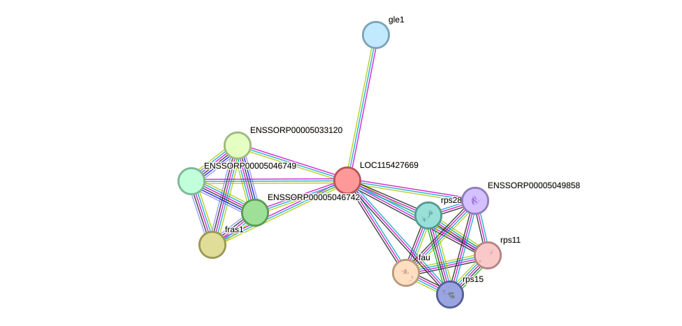 STRING protein interaction network