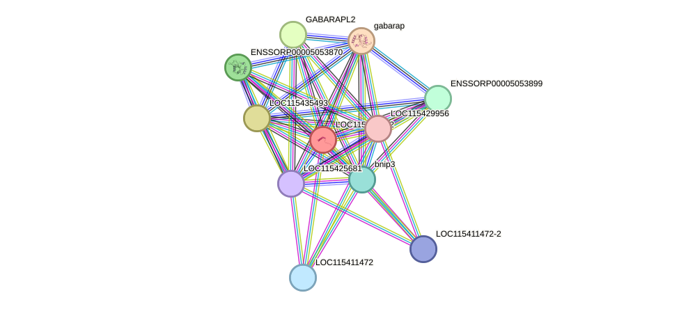 STRING protein interaction network