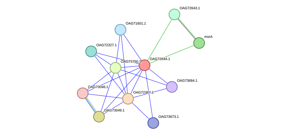 STRING protein interaction network