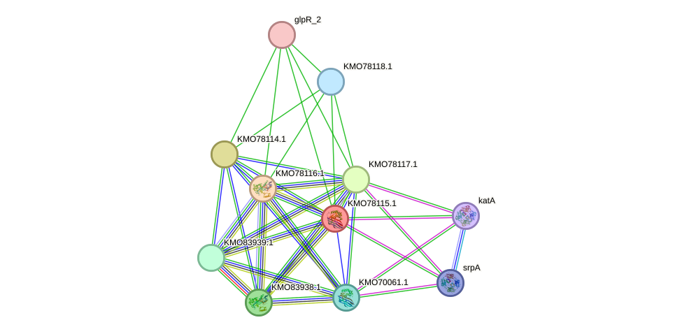 STRING protein interaction network