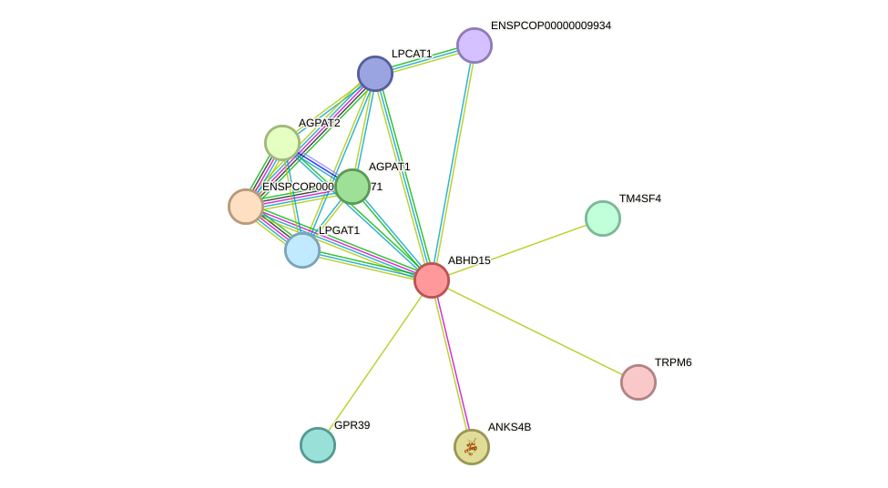 STRING protein interaction network