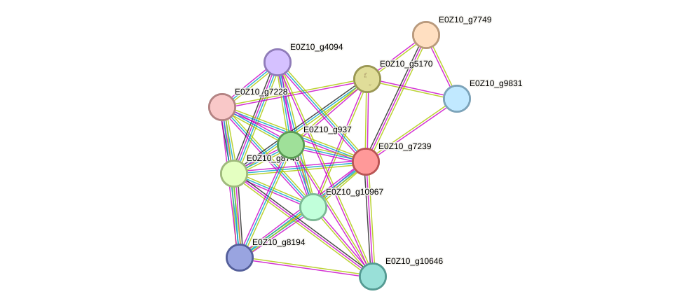 STRING protein interaction network