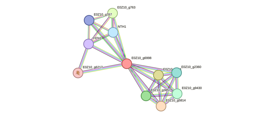STRING protein interaction network