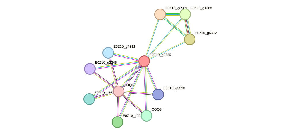 STRING protein interaction network