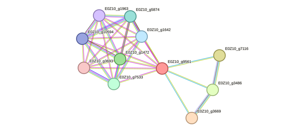 STRING protein interaction network