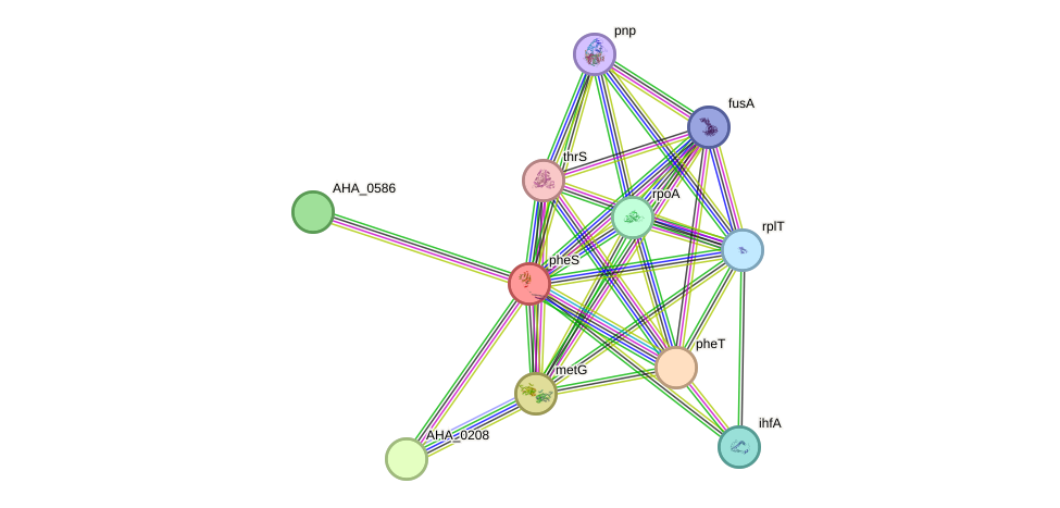 STRING protein interaction network