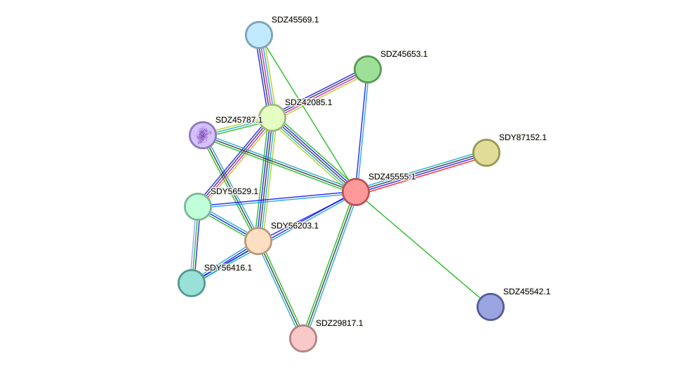 STRING protein interaction network