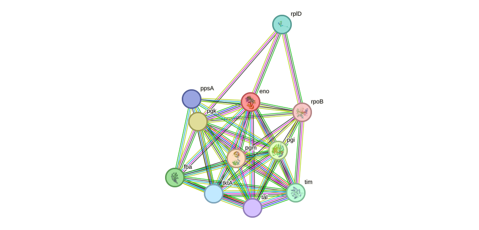 STRING protein interaction network