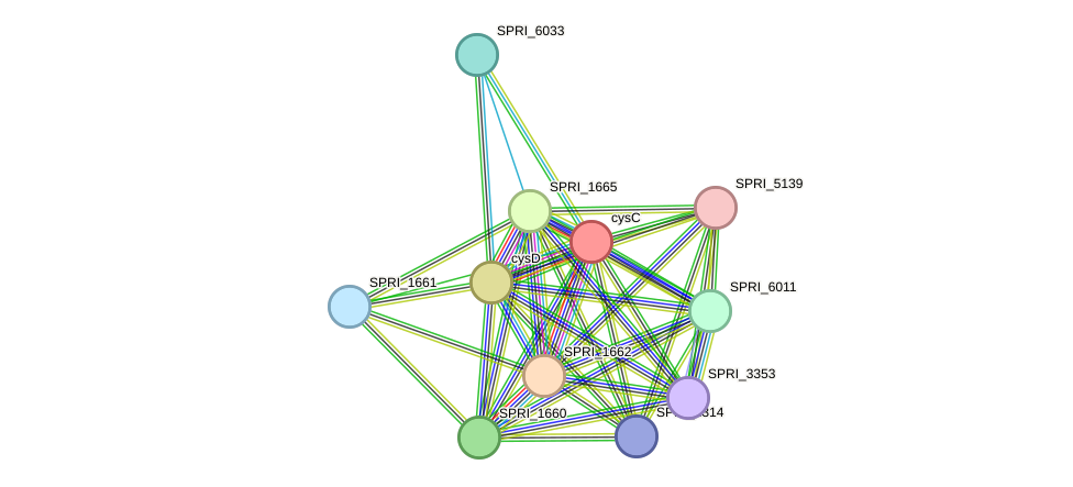 STRING protein interaction network