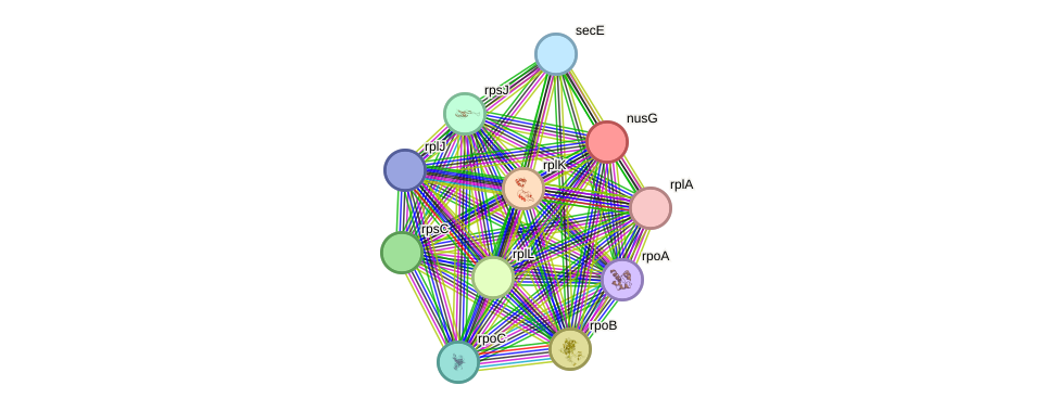 STRING protein interaction network