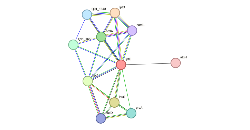 STRING protein interaction network