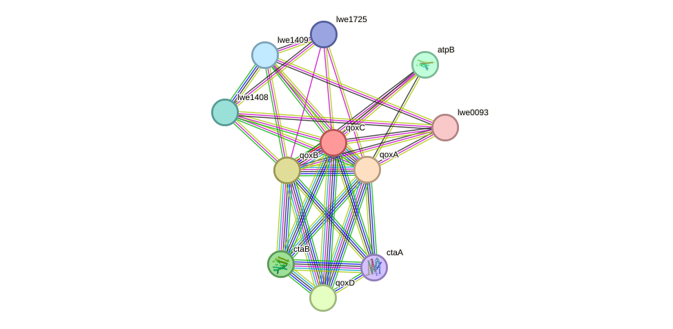 STRING protein interaction network