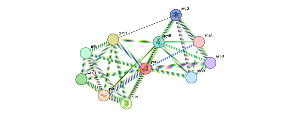 STRING protein interaction network