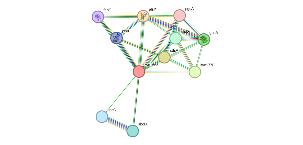 STRING protein interaction network