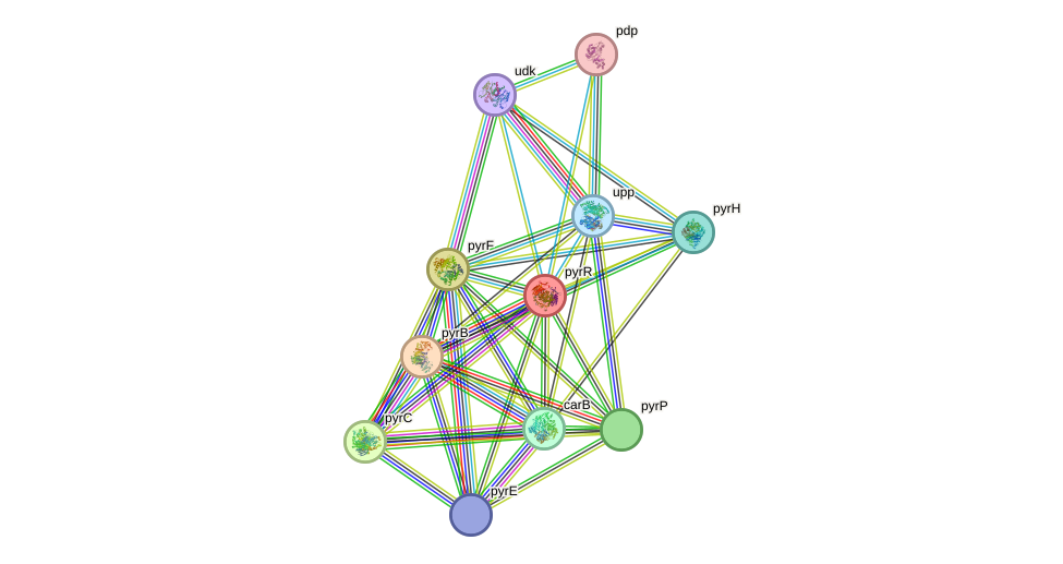 STRING protein interaction network