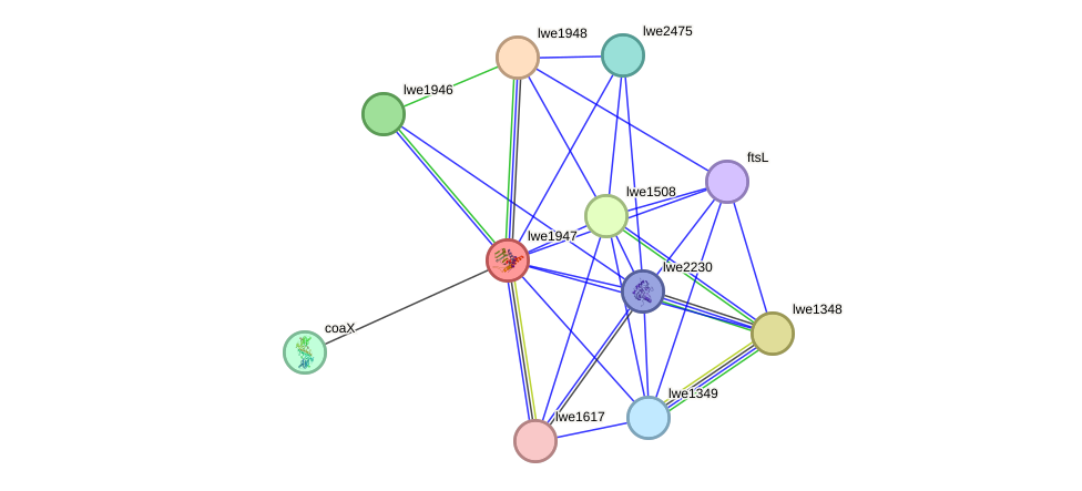 STRING protein interaction network