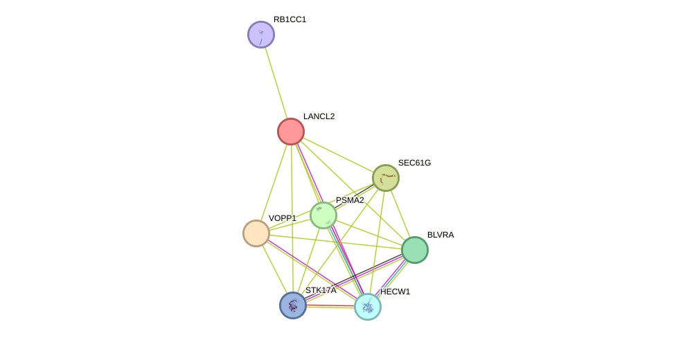 STRING protein interaction network