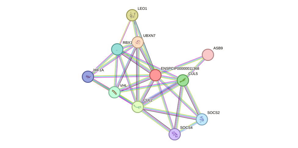 STRING protein interaction network